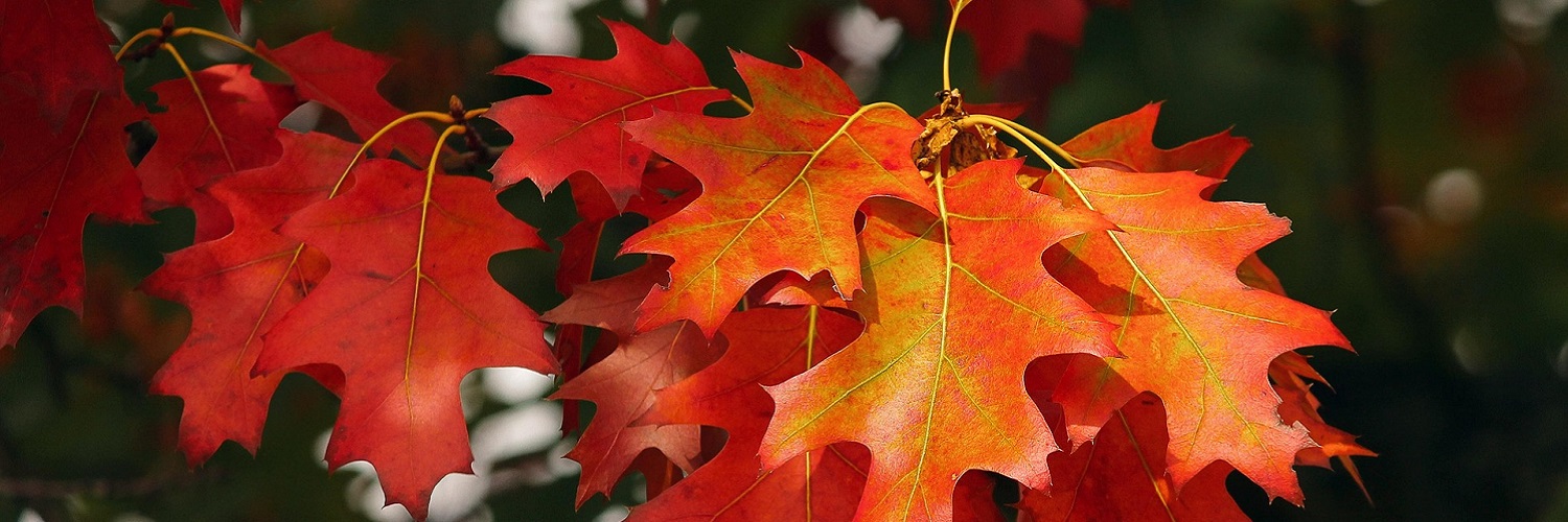 News und Inspiration für den Herbst aus D-A-CH und Südtirol